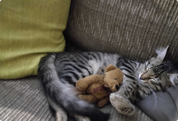 Happy kitten