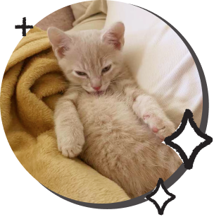 Kitten illustration