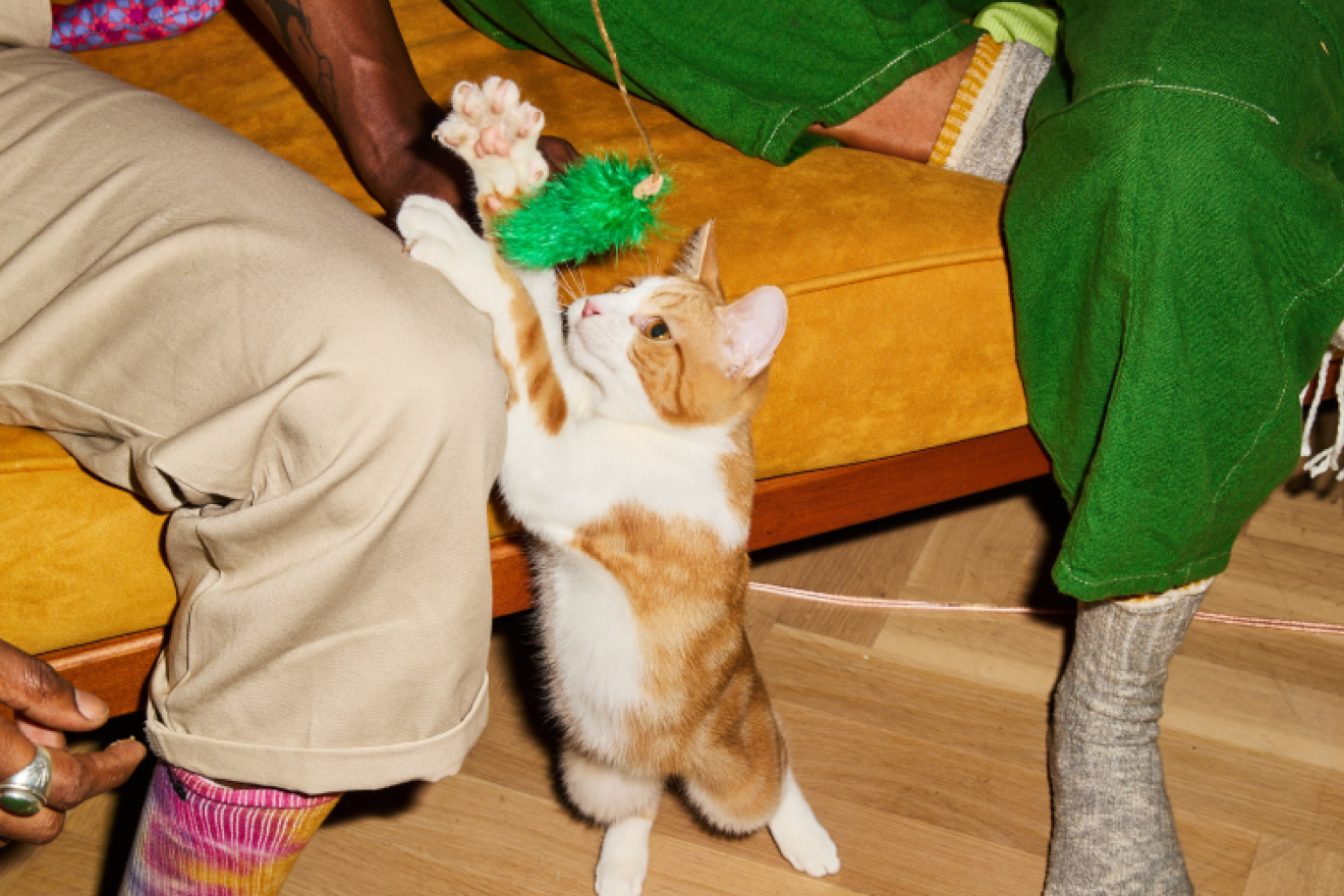 Happy kitten